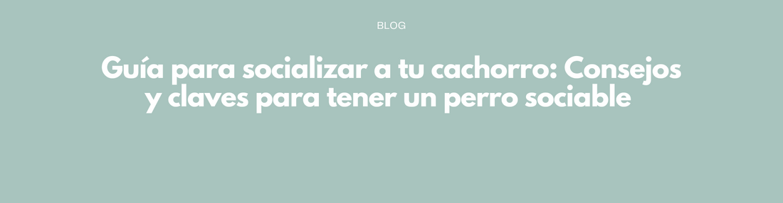 Guía para socializar a tu cachorro: Consejos y claves para tener un perro sociable