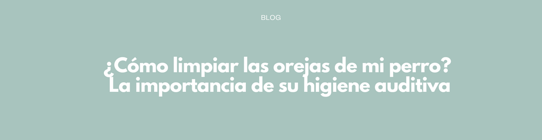 ¿Cómo limpiar las orejas de mi perro? La importancia de su higiene auditiva