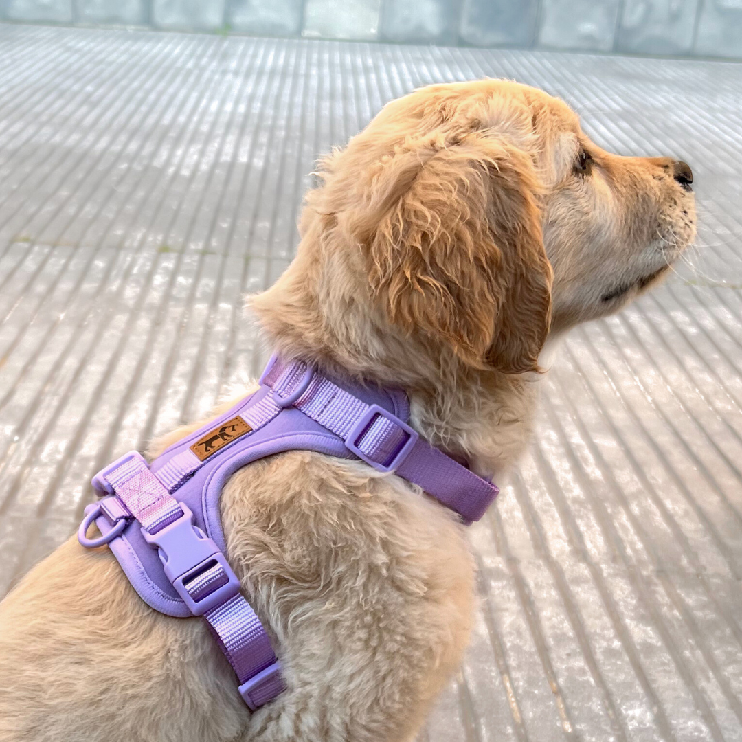 Adventure Harness Jungle