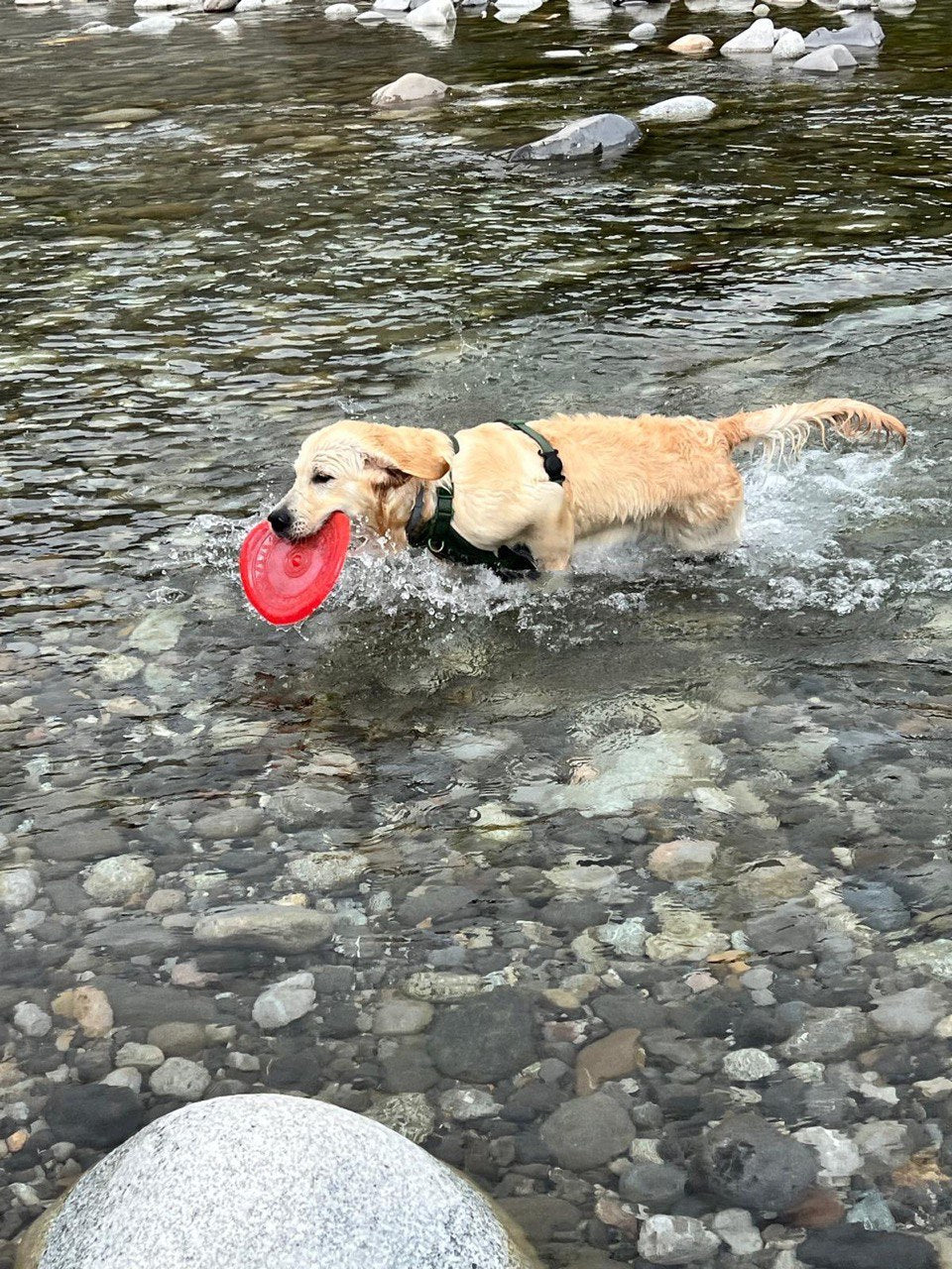 Fly Puppy - Frisbee