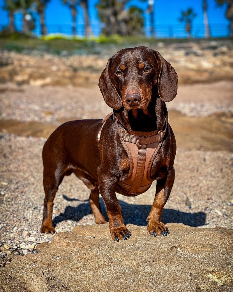 Charlie, listo para explorar